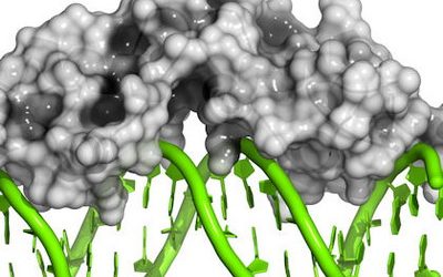 El guardián del genoma podría prevenir el desarrollo de la ataxia de Friedreich y de otros trastornos neurológicos