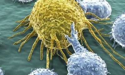 La terapia con Citoquinas media en la neuroprotección en un modelo de ratón de AF