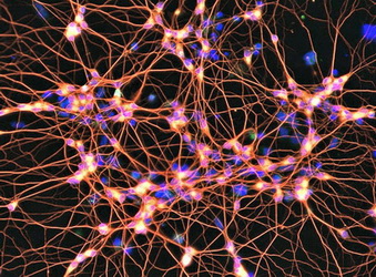 Un grupo de científicos ha logrado convertir células madre en neuronas que controlan el movimiento