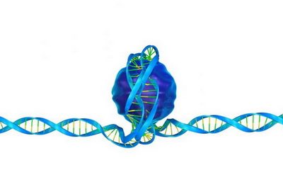La alteración de la estructura del ADN en las células madre parece que reactiva el gen de la Frataxina