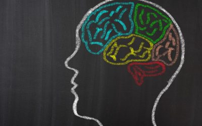 Datos y curiosidades del cerebelo