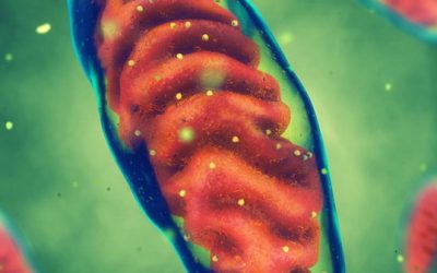 El aumento de la proteína de almacenamiento de hierro en los pacientes de ataxia pueden tener función protectora