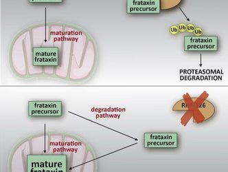 La ataxia de Friedreich: Nueva diana terapéutica identificada por investigadores de Roma