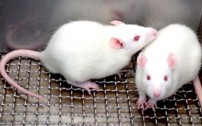 Un nuevo modelo de ratón para la Ataxia de Friedreich podría ser útil para evaluar el potencial de futuras terapias