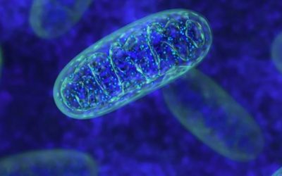 El péptido sintético SS-31 podría usarse para tratar la ataxia de Friedreich