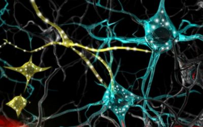 El trasplante de células madre sanguíneas, eficaz en ratones con ataxia de Friedreich