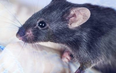 El trasplante de HSPC restablece la función mitocondrial en un modelo de ratones con FA