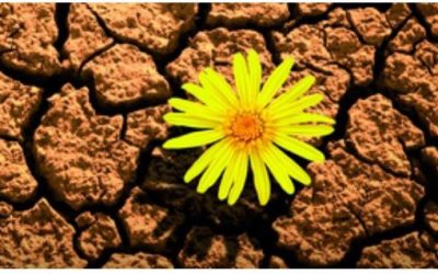 Resiliencia | La adversidad no la podemos elegir, pero sí la actitud con que la afrontamos.