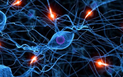 Científicos suizos observan por primera vez nacimiento de neuronas