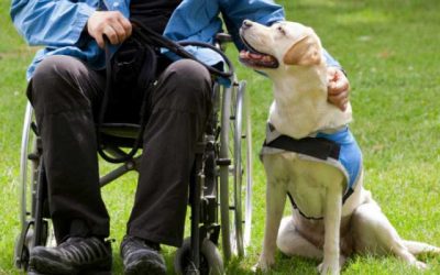 Perros de asistencia para personas con discapacidad