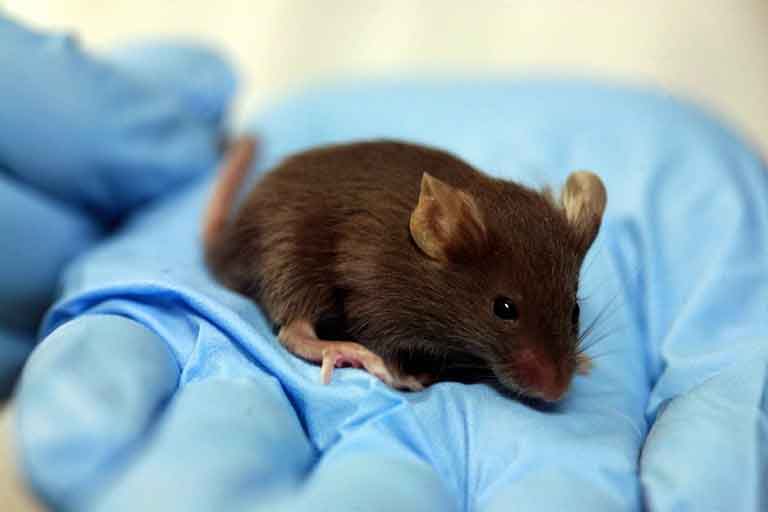 El tratamiento para la SCA1 no causa efectos secundarios no deseados en un modelo de ratón