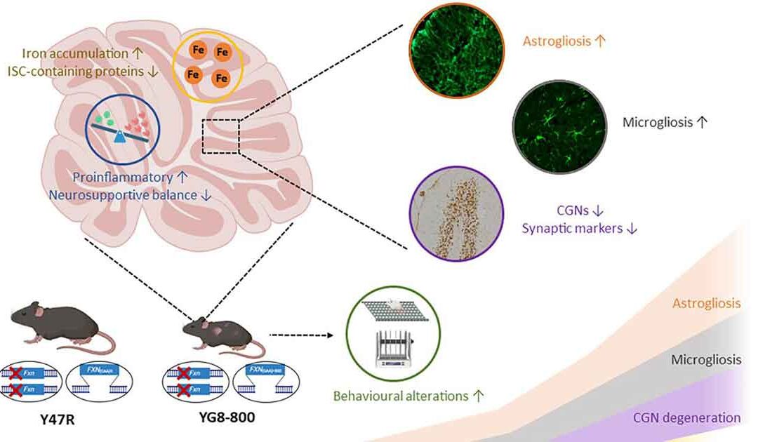 nuevos mecanismos en la neurodegeneración de la ataxia de Friedreich