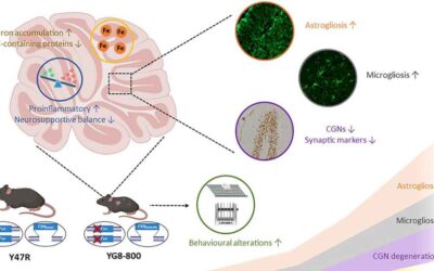 Describen nuevos mecanismos en la neurodegeneración de la ataxia de Friedreich